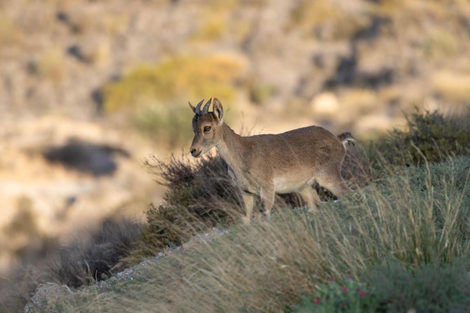 Cortijo El Albaricoque De La Sierra - Finca De 75 Hectareas ! Nijar Bagian luar foto